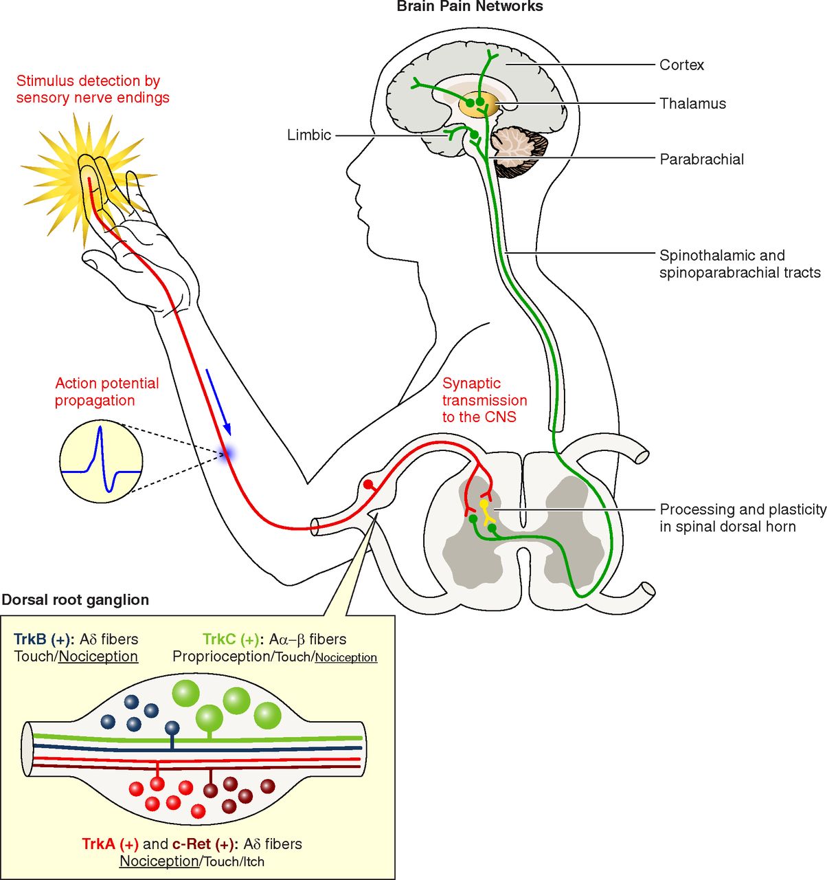 How Are Afferent And Efferent Neurons Alike